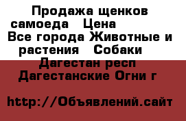 Продажа щенков самоеда › Цена ­ 40 000 - Все города Животные и растения » Собаки   . Дагестан респ.,Дагестанские Огни г.